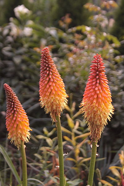 #3: Книфофия Alcazar